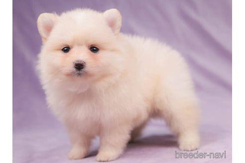 成約済の東京都のポメラニアン-205900の3枚目